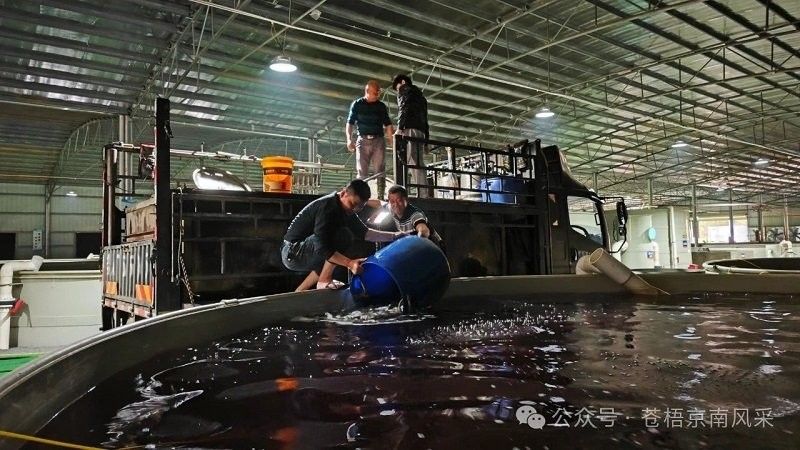 蒼梧金龍魚的繁殖難度大嗎？，“蒼梧金龍魚”可能是指在該地區(qū)養(yǎng)殖的特定魚種或項目