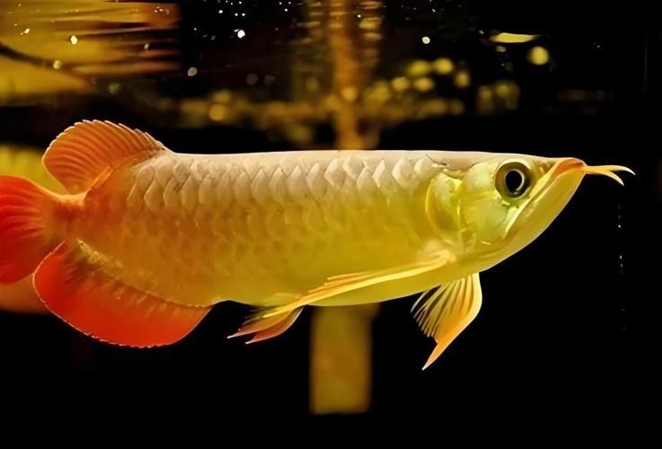 蒼梧金龍魚的繁殖難度大嗎？，“蒼梧金龍魚”可能是指在該地區(qū)養(yǎng)殖的特定魚種或項目