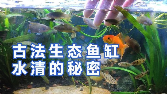 龍魚入缸怎么才算穩定，龍魚入缸怎么才算穩定對應，龍魚入缸之前，需要做好哪些準備工作