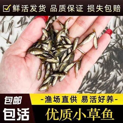 淡水魚苗批發(fā)魚苗批發(fā)經(jīng)營，京東淡水魚苗批發(fā)魚苗批發(fā)信息批發(fā)信息