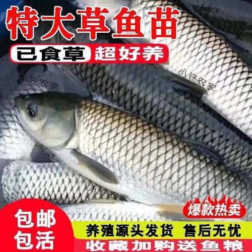 淡水魚苗批發(fā)魚苗批發(fā)經(jīng)營，京東淡水魚苗批發(fā)魚苗批發(fā)信息批發(fā)信息