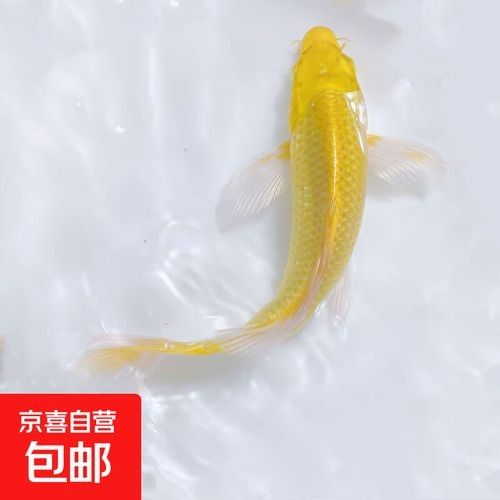 淡水魚苗批發(fā)魚苗批發(fā)經(jīng)營，京東淡水魚苗批發(fā)魚苗批發(fā)信息批發(fā)信息