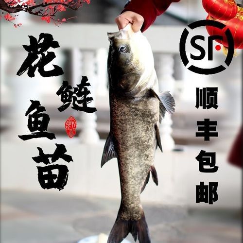 淡水魚苗批發魚苗批發經營，京東淡水魚苗批發魚苗批發信息批發信息
