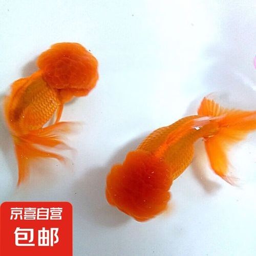 淡水魚苗批發魚苗批發經營，京東淡水魚苗批發魚苗批發信息批發信息