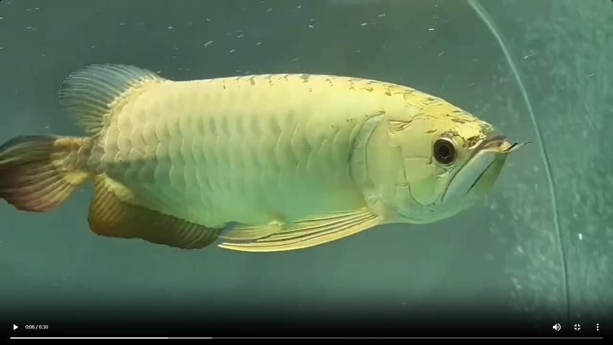 祥龍魚場(chǎng)的龍魚價(jià)格是多少祥龍魚場(chǎng)的龍魚價(jià)格是多少，廣州龍魚批發(fā)市場(chǎng)探訪:祥龍魚場(chǎng)40年專注龍魚批發(fā)愛(ài)奇藝