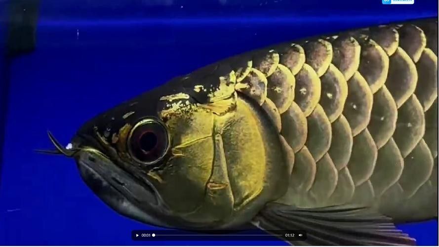 祥龍魚場的龍魚價格是多少祥龍魚場的龍魚價格是多少，廣州龍魚批發市場探訪:祥龍魚場40年專注龍魚批發愛奇藝