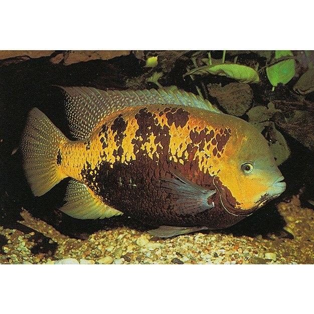 祥龍魚場的龍魚價格是多少祥龍魚場的龍魚價格是多少，廣州龍魚批發市場探訪:祥龍魚場40年專注龍魚批發愛奇藝