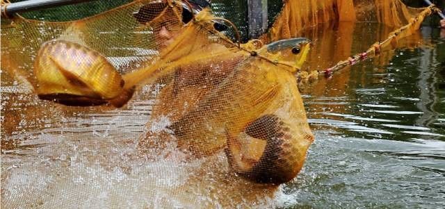 金溪龍魚的飼養方法，金溪龍魚的價格是多少金溪龍魚的飼養成本高嗎