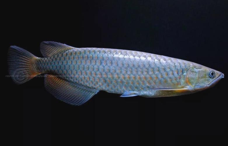 金溪龍魚的飼養方法，金溪龍魚的價格是多少金溪龍魚的飼養成本高嗎