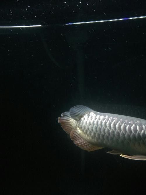 金溪龍魚的飼養方法，金溪龍魚的價格是多少金溪龍魚的飼養成本高嗎