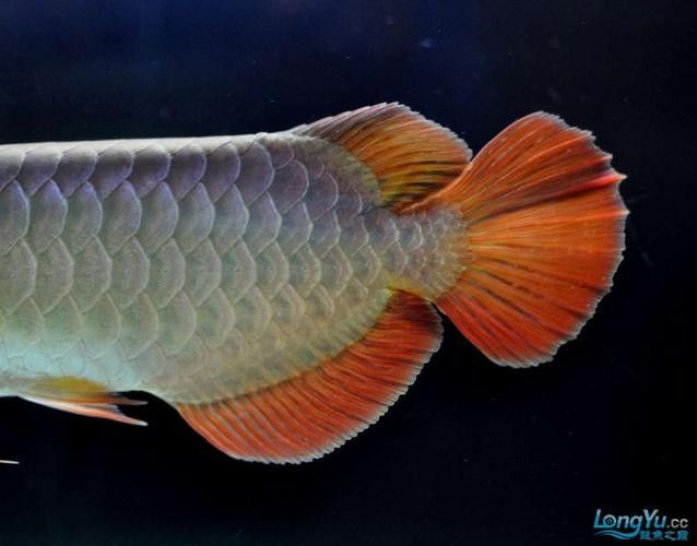 金溪龍魚的飼養方法，金溪龍魚的價格是多少金溪龍魚的飼養成本高嗎