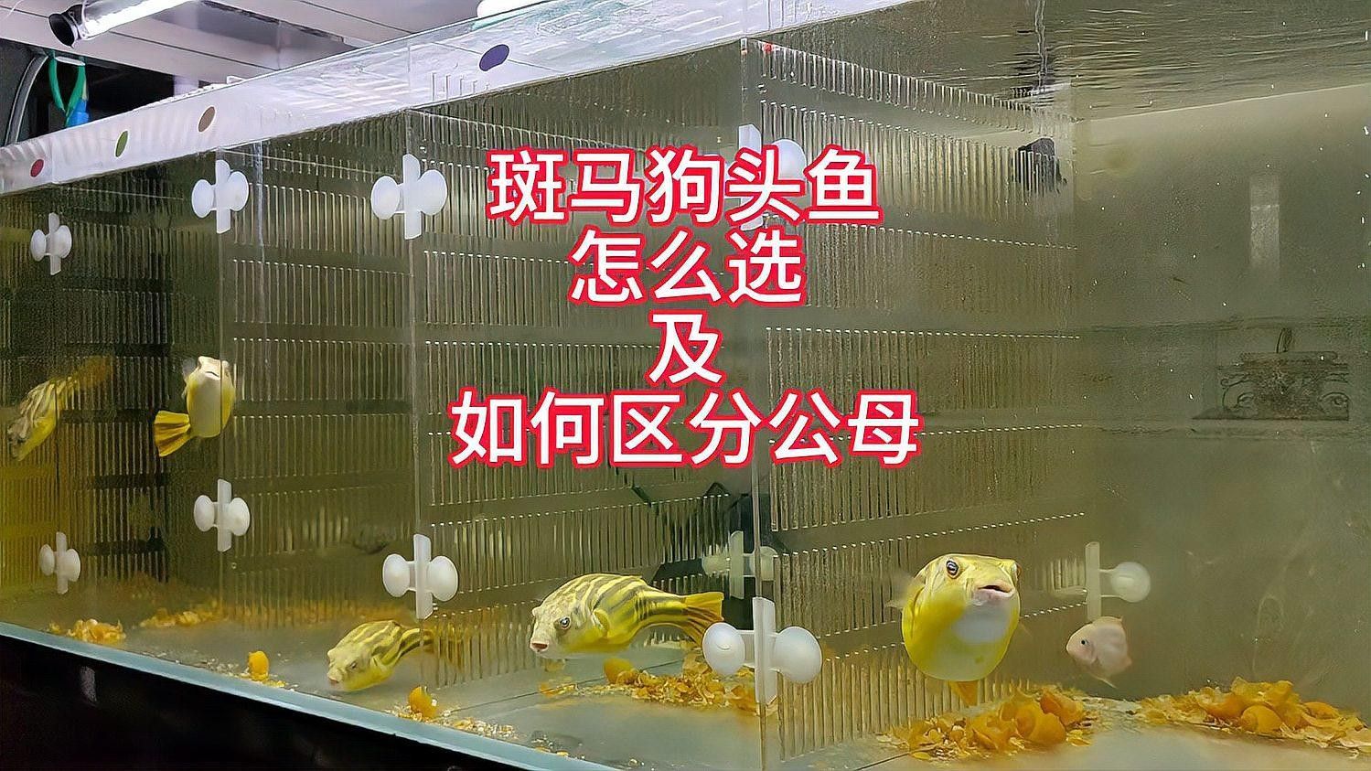 斑馬狗頭魚的飼養難度如何，，嗶哩嗶哩斑馬狗頭魚病治療實錄(六)
