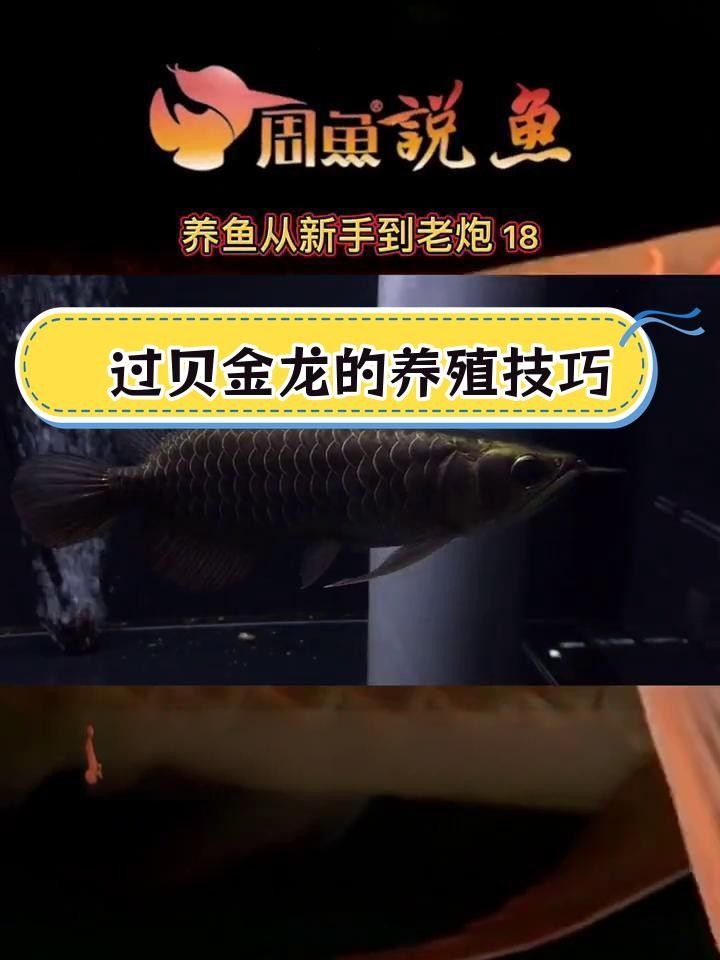 金頭過背金龍魚的三個最簡單步驟，養殖過程需要一定的技巧和耐心，金頭過背金龍的三個最簡單步驟