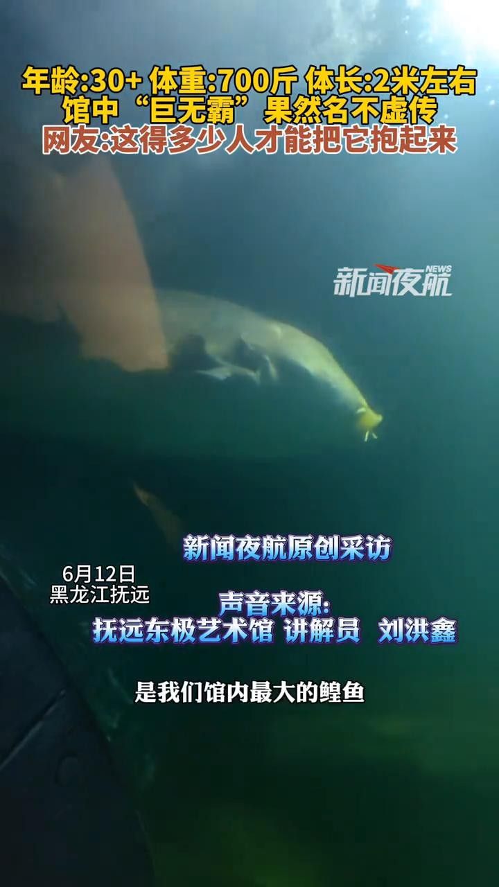 黑龍江的水中巨型活化石，如今成為餐桌食物，味道竟如此美妙！，黑龍江巨型鱘鰉魚如今成餐桌食物味道如此美妙