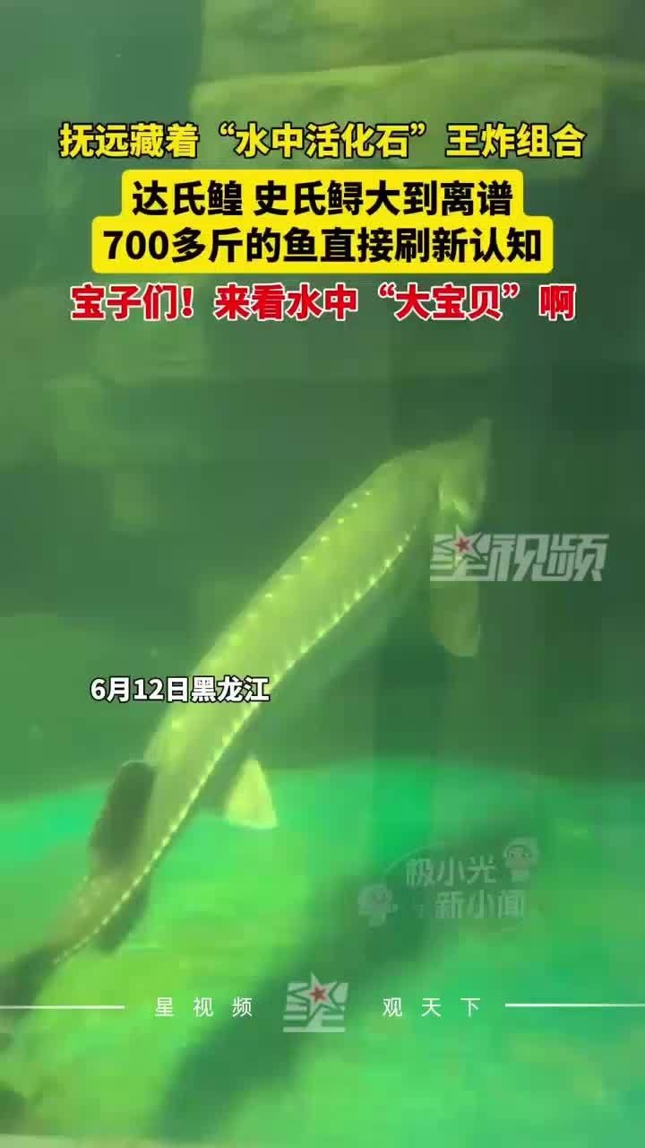 黑龍江的水中巨型活化石，如今成為餐桌食物，味道竟如此美妙！，黑龍江巨型鱘鰉魚如今成餐桌食物味道如此美妙