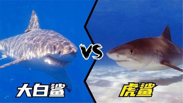 王者榮耀：大白鯊vs鯊魚嗶哩嗶哩嗶哩嗶哩嗶哩嗶哩，同樣都是海洋霸主，大白鯊vs虎鯊