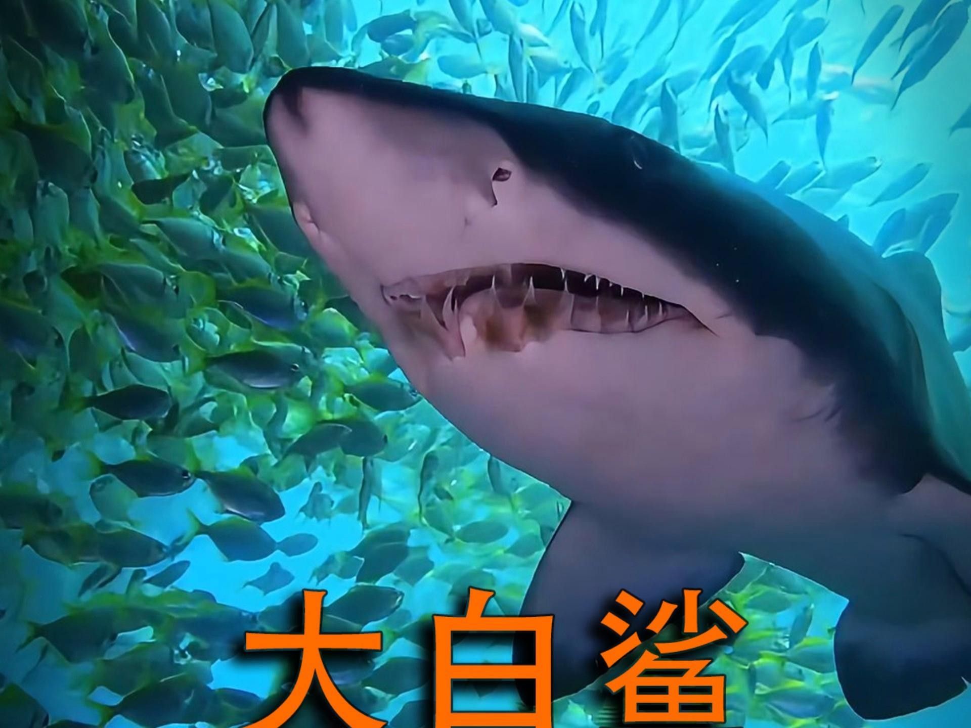 王者榮耀：大白鯊vs鯊魚嗶哩嗶哩嗶哩嗶哩嗶哩嗶哩，同樣都是海洋霸主，大白鯊vs虎鯊