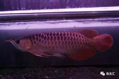 龍魚品牌有哪些？，紅龍魚和紅龍魚的區別