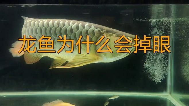 龍魚輕微掉眼怎么辦，龍魚為什么會掉眼
