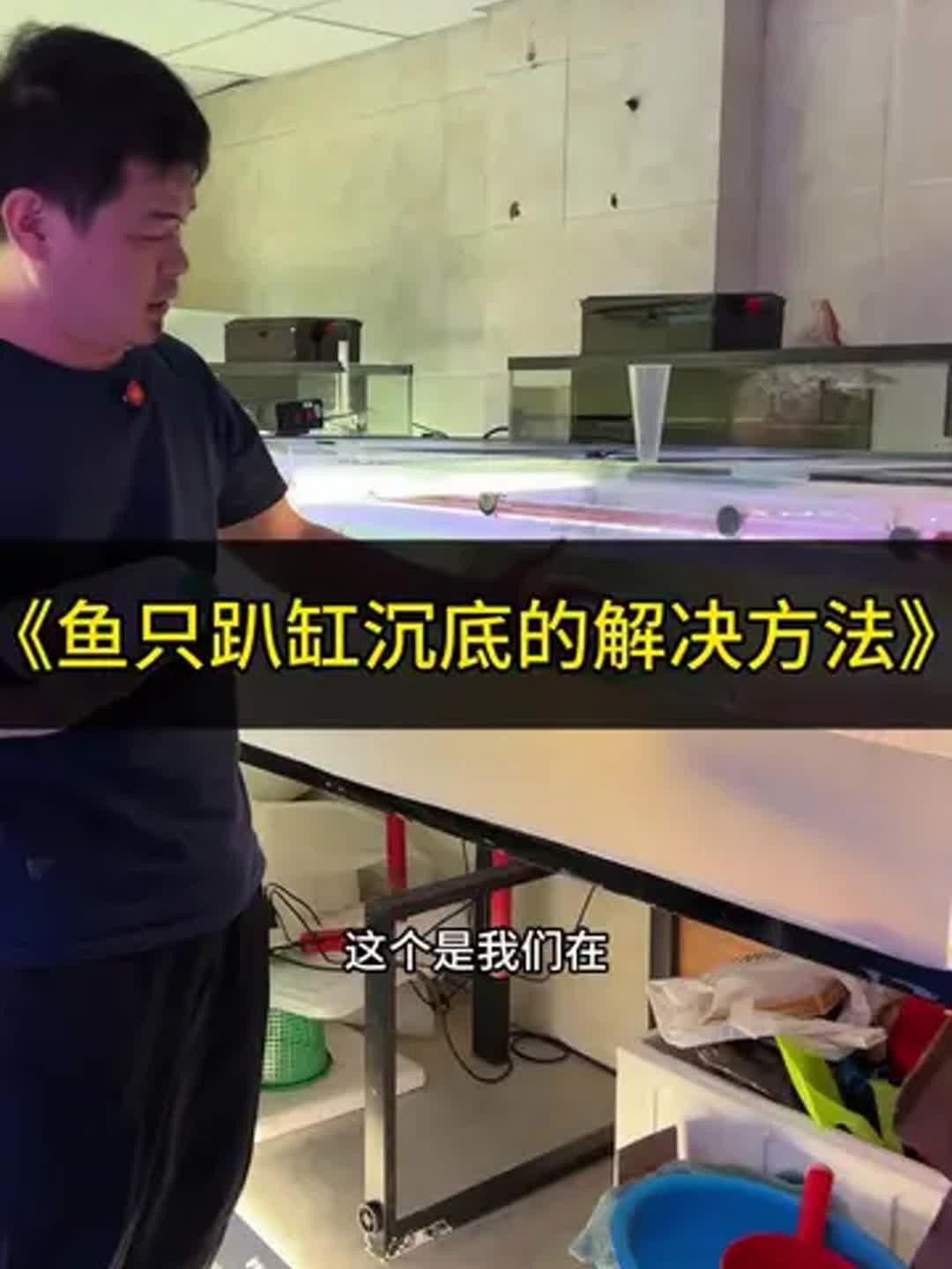龍魚不開燈但趴在缸底是生病了嗎？，如何治療龍魚趴缸問題完全手冊