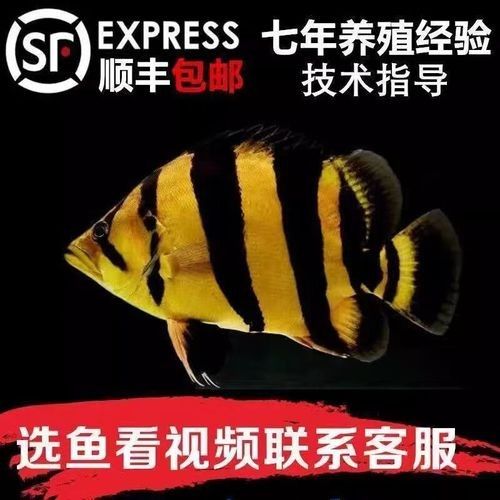 蘇虎品牌是雜牌還是名牌？，蘇虎品牌是什么？ 蘇虎品牌是雜牌還是名牌？，蘇虎品牌是什么？ 觀賞魚百科 第8張