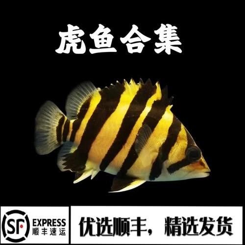 蘇虎品牌是雜牌還是名牌？，蘇虎品牌是什么？ 蘇虎品牌是雜牌還是名牌？，蘇虎品牌是什么？ 觀賞魚百科 第5張