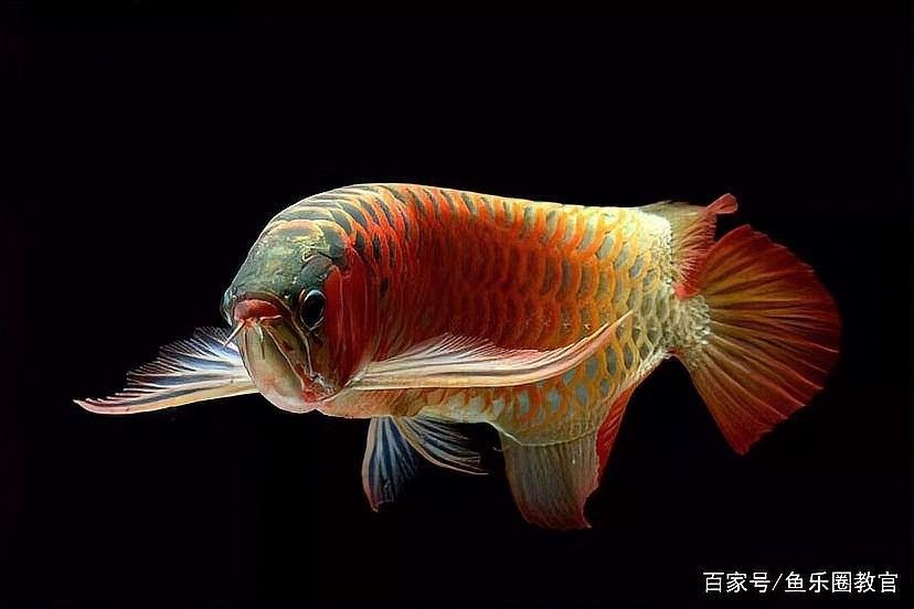 隴縣龍魚的飼養(yǎng)技術(shù)，隴縣龍魚養(yǎng)殖技巧:水質(zhì)穩(wěn)定是關(guān)鍵,喂食注意七分飽結(jié)構(gòu)智造師