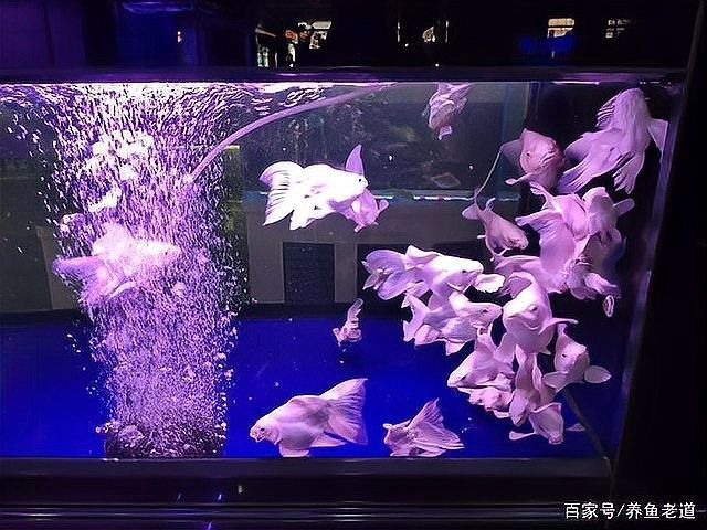 黃金龍鳳錦鯉的飼養(yǎng)方法，養(yǎng)殖黃金龍鳳錦鯉需要注意的事項