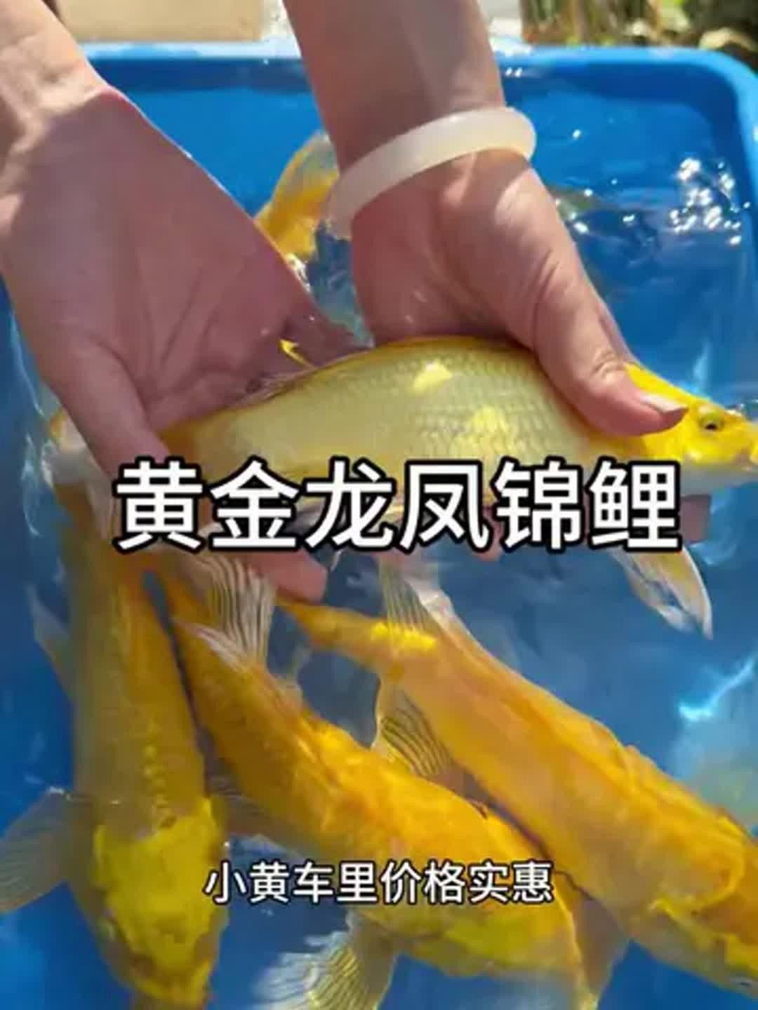 黃金龍鳳錦鯉的飼養(yǎng)方法，養(yǎng)殖黃金龍鳳錦鯉需要注意的事項