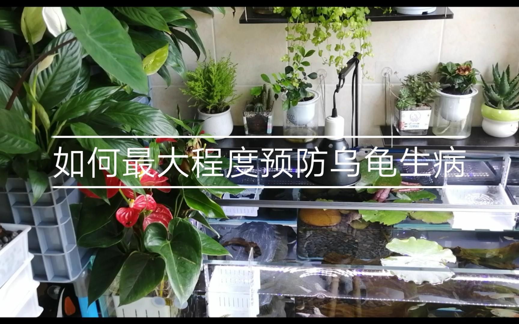 如何辨別臺(tái)灣烏龜龍魚(yú)活苗的質(zhì)量？，臺(tái)灣烏龜龍魚(yú)活苗價(jià)格是多少臺(tái)灣烏龜龍魚(yú)活苗價(jià)格是多少