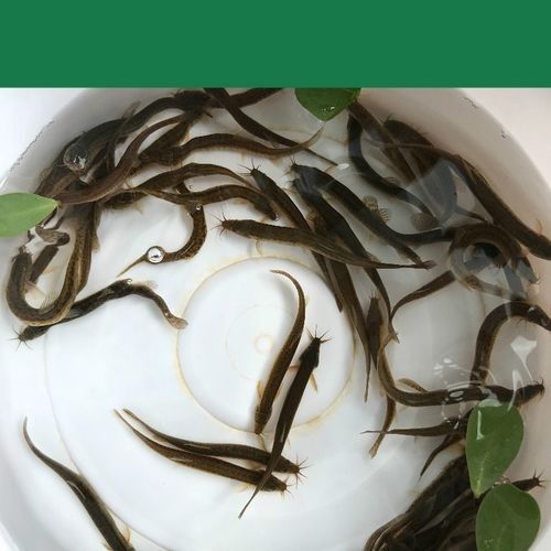 如何辨別臺(tái)灣烏龜龍魚(yú)活苗的質(zhì)量？，臺(tái)灣烏龜龍魚(yú)活苗價(jià)格是多少臺(tái)灣烏龜龍魚(yú)活苗價(jià)格是多少