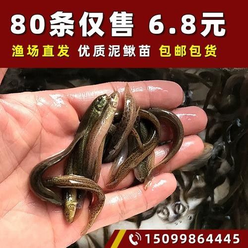 如何辨別臺(tái)灣烏龜龍魚(yú)活苗的質(zhì)量？，臺(tái)灣烏龜龍魚(yú)活苗價(jià)格是多少臺(tái)灣烏龜龍魚(yú)活苗價(jià)格是多少