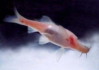 紅河地區的野生魚類有哪些？，云南紅河地區的野生魚類 紅河地區的野生魚類有哪些？，云南紅河地區的野生魚類 觀賞魚百科 第5張