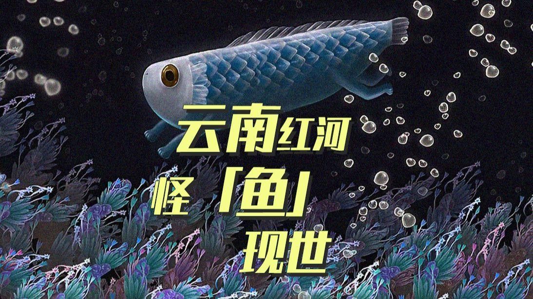 紅河地區的野生魚類有哪些？，云南紅河地區的野生魚類 紅河地區的野生魚類有哪些？，云南紅河地區的野生魚類 觀賞魚百科 第1張