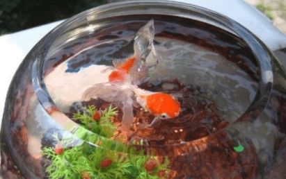 紅龍魚分類及圖片及圖片及圖片及價格表大全圖片及價格表大全，紅龍魚分類、圖片及價格表 紅龍魚分類及圖片及圖片及圖片及價格表大全圖片及價格表大全，紅龍魚分類、圖片及價格表 觀賞魚百科 第1張