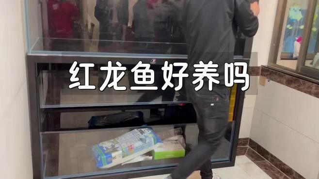 廬江紅龍魚飼養(yǎng)技巧:如何避免發(fā)黃保持紅色全民小視頻，廬江紅龍魚的飼養(yǎng)技巧