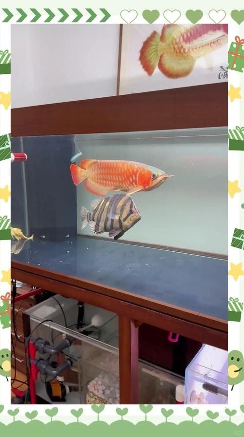 廬江紅龍魚飼養(yǎng)技巧:如何避免發(fā)黃保持紅色全民小視頻，廬江紅龍魚的飼養(yǎng)技巧