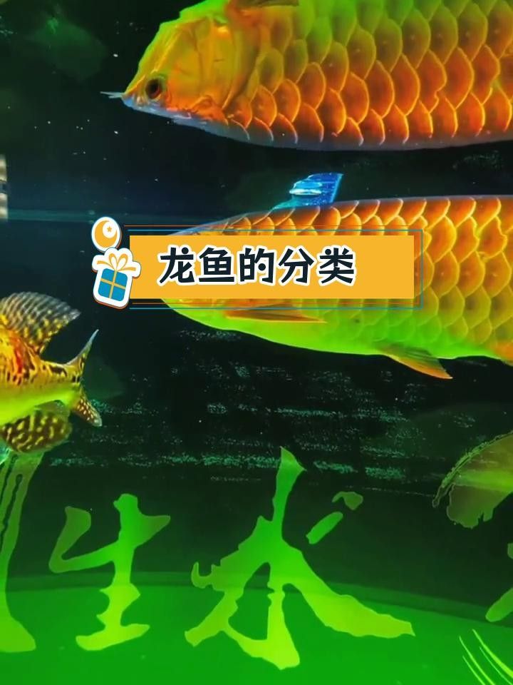 龍魚和金龍魚哪個好養(yǎng)銀龍魚好養(yǎng)還是銀龍魚好養(yǎng)，金龍魚和銀龍魚的區(qū)別是什么 龍魚和金龍魚哪個好養(yǎng)銀龍魚好養(yǎng)還是銀龍魚好養(yǎng)，金龍魚和銀龍魚的區(qū)別是什么 觀賞魚百科 第2張
