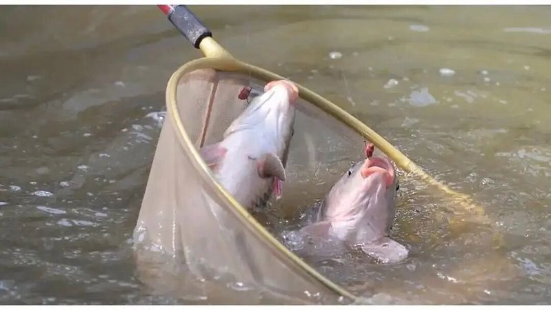 釣開江魚需要掌握的技巧和方法和技巧和技巧和技巧，開江魚的垂釣技巧