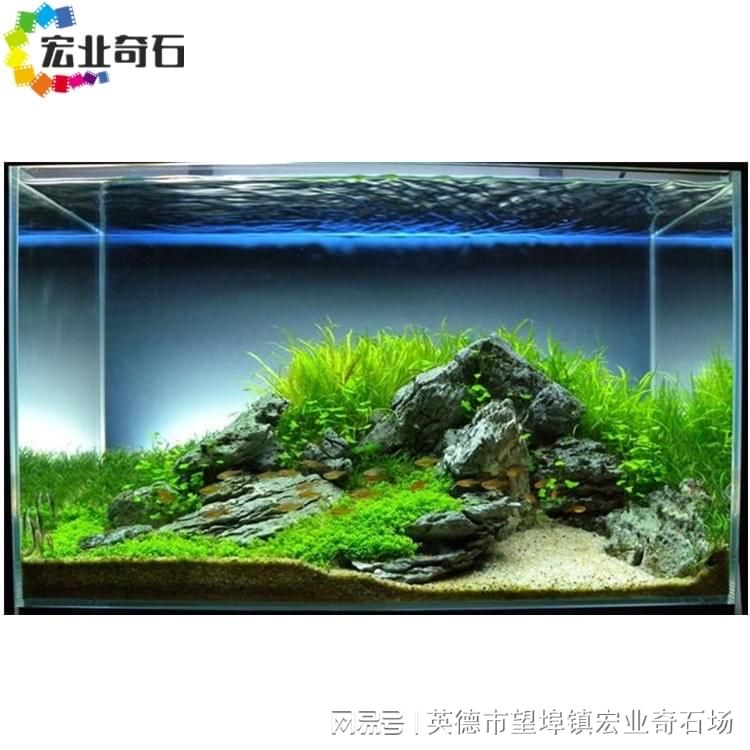 深圳龍魚市場詳解：深圳龍魚市場詳解：地點、品種、價格、交通攻略，深圳龍魚市場詳解