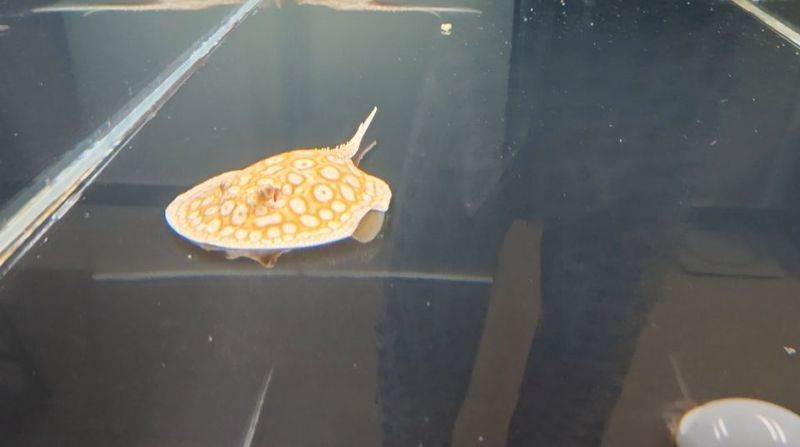 白子魟魚繁殖需要滿足以下條件和技術要點，白子魟魚怎么繁殖