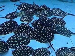 白子魟魚繁殖需要滿足以下條件和技術要點，白子魟魚怎么繁殖