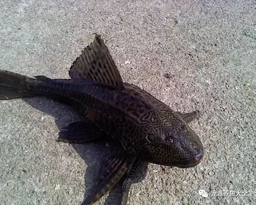 龍魚掉眼手術(shù)后遺癥及其影響，龍魚掉眼手術(shù)后遺癥