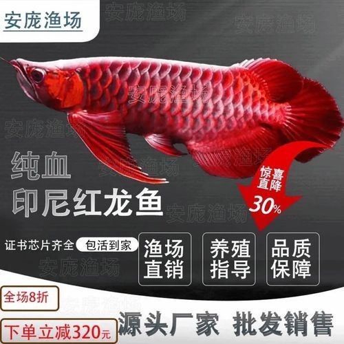 龍魚幼苗的成長階段，龍魚幼苗的形態會隨著成長階段發生顯著變化，龍魚幼苗的成長全紀錄