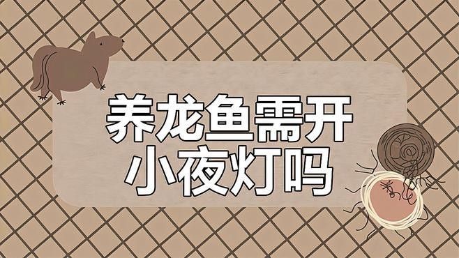 龍魚晚上需要開燈嗎，龍魚晚上開燈對龍魚有害嗎如何正確飼養(yǎng)金龍紅龍紅龍