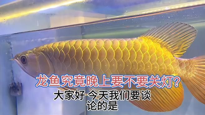 龍魚晚上需要開燈嗎，龍魚晚上開燈對龍魚有害嗎如何正確飼養(yǎng)金龍紅龍紅龍