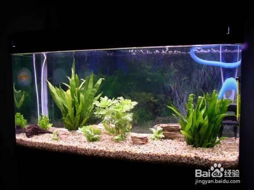 東莞魚缸廠家直銷店及其地址，，東莞魚缸廠家直銷店