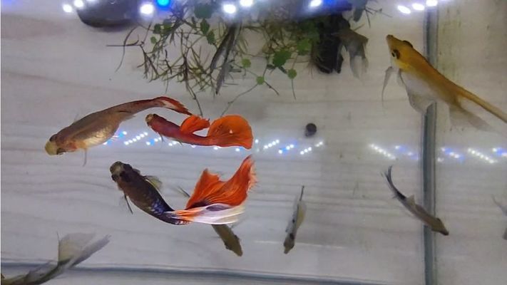 龍魚食欲不振怎么辦，龍魚不怎么吃食怎么辦 龍魚食欲不振怎么辦，龍魚不怎么吃食怎么辦 觀賞魚百科 第1張
