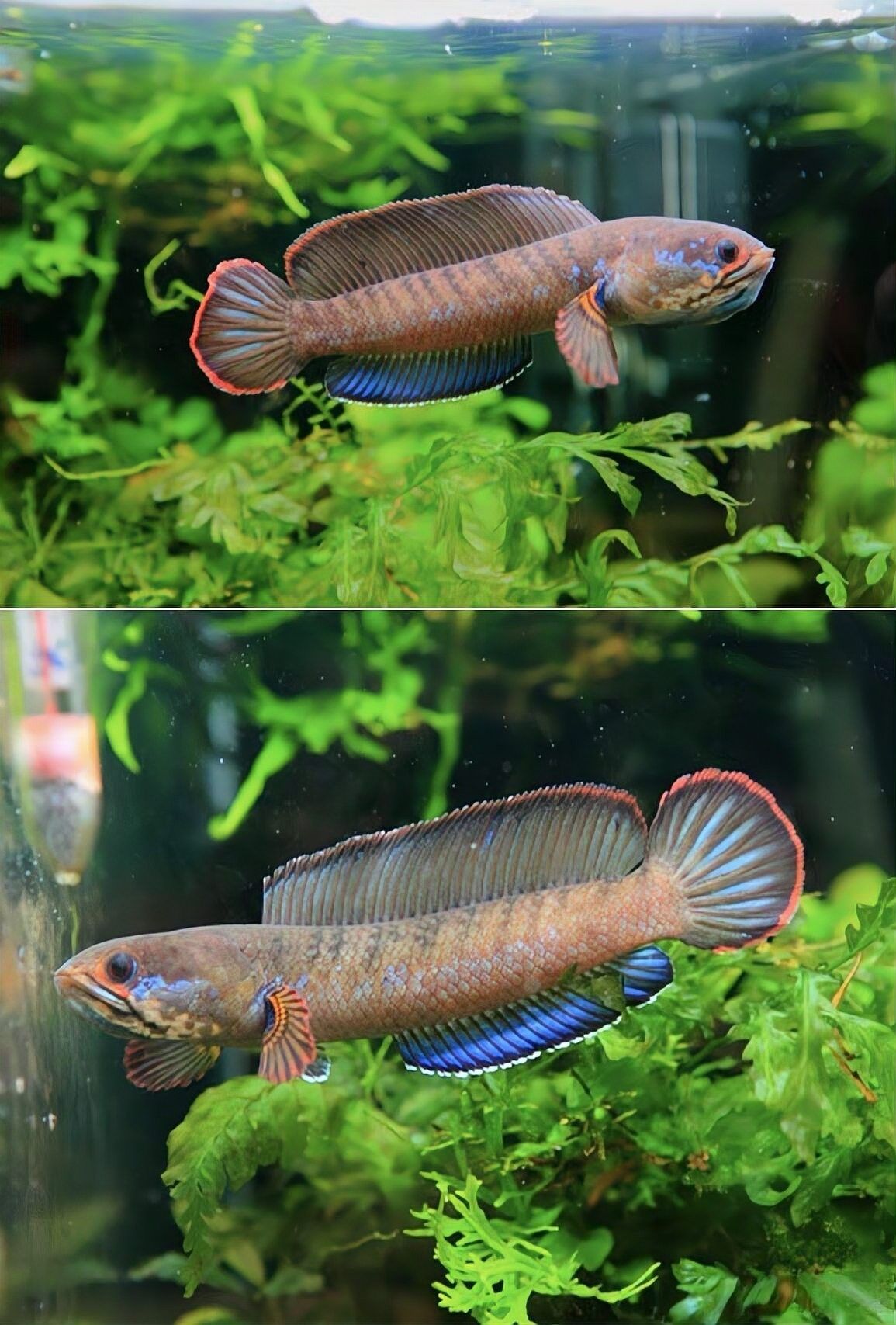 雷龍魚大全之常見中型雷龍魚，冷水雷龍魚品種價格