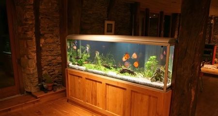 龍魚常備藥，龍魚常備藥對應的相關信息，龍魚常備藥及龍魚常備藥及龍魚常備藥及龍魚常備藥及龍魚常備藥物